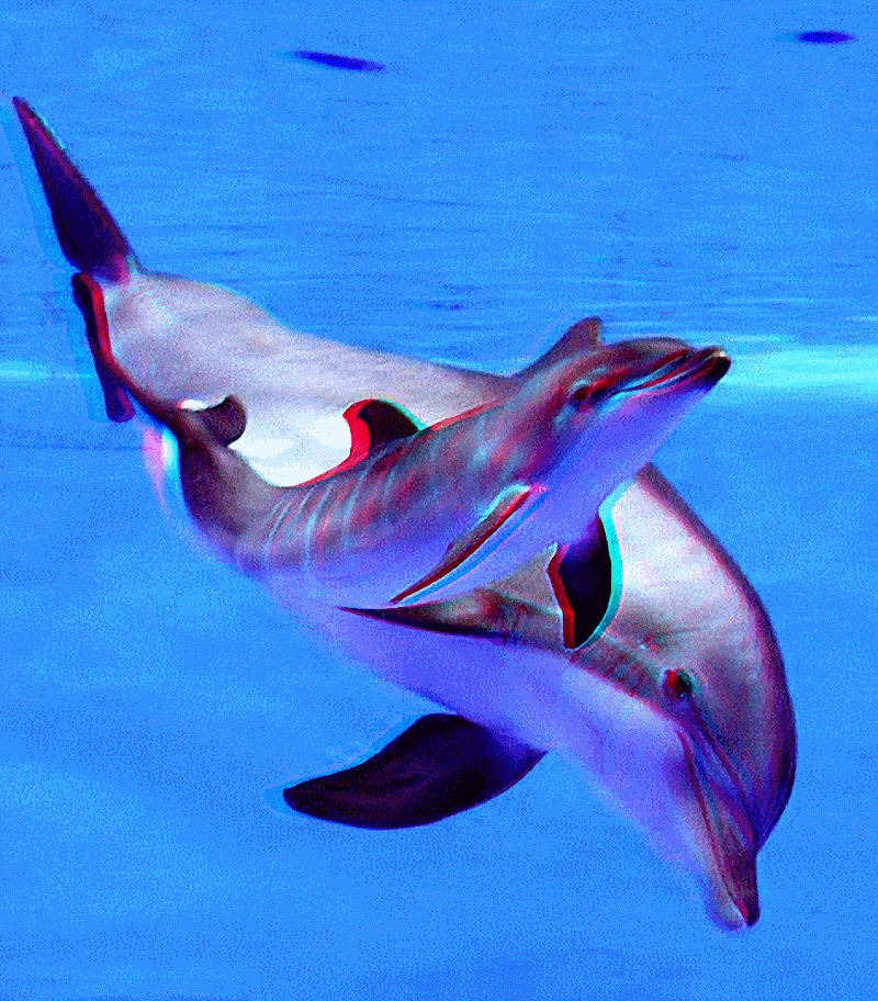 dolphin